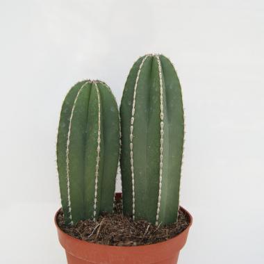 Marginatocereus marginatus